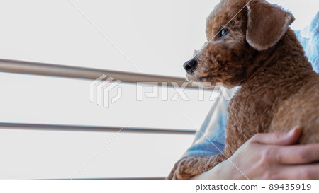 一張玩具貴賓犬的側臉,認真地看著陽台的另一邊 一張玩具貴賓犬的側臉,認真地看著陽台的另一邊 89435919