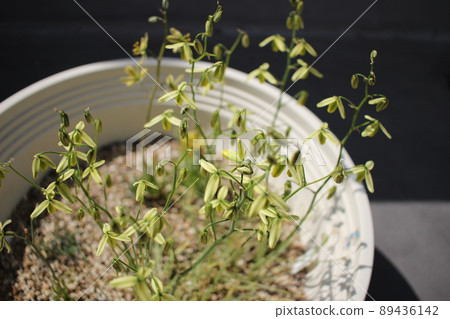 Bulb Namaquensis succulent plant 89436142