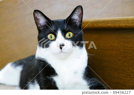 A cat surprised by the unfamiliar sound on the stairs A cat surprised by the unfamiliar sound on the stairs 89436227