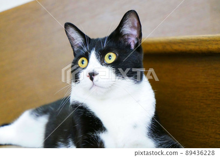 A cat surprised by the unfamiliar sound on the stairs A cat surprised by the unfamiliar sound on the stairs 89436228
