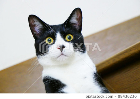 A cat surprised by the unfamiliar sound on the stairs A cat surprised by the unfamiliar sound on the stairs 89436230
