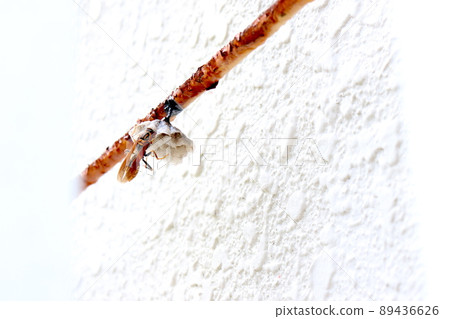 Queen bee work Queen bee work 89436626