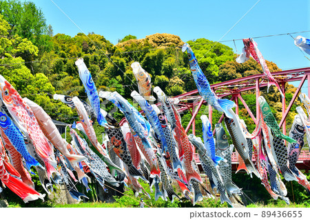 May carp swimming in the fragrant Kawakami Gorge, Saga Prefecture May carp swimming in the fragrant Kawakami Gorge, Saga Prefecture 89436655