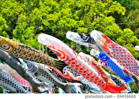 May carp swimming in the fragrant Kawakami Gorge, Saga Prefecture May carp swimming in the fragrant Kawakami Gorge, Saga Prefecture 89436688