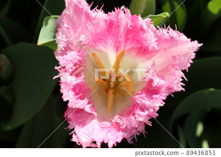 鬱金香名為惠斯十博世 89436851