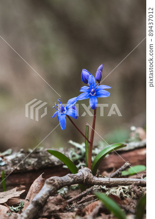 First spring flowers of Scilla bifolia, the alpine squill or two-leaf squill in forest 89437012