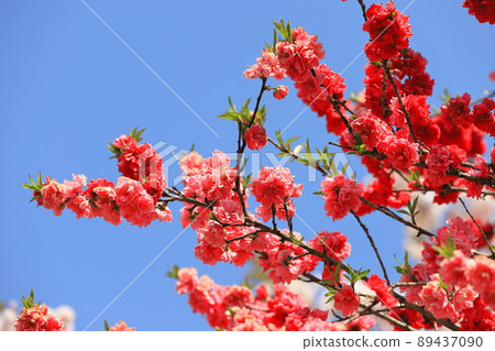 紅粉雙色桃 紅粉雙色桃 89437090