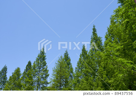 鮮水杉鮮綠藍天復制空間 鮮水杉鮮綠藍天復制空間 89437556