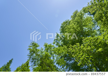 鮮水杉鮮綠藍天復制空間 鮮水杉鮮綠藍天復制空間 89437557