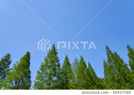 鮮水杉鮮綠藍天復制空間 鮮水杉鮮綠藍天復制空間 89437560
