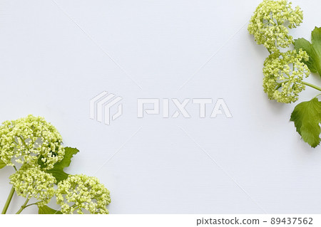 淡綠色繡球花框 淡綠色繡球花框 89437562