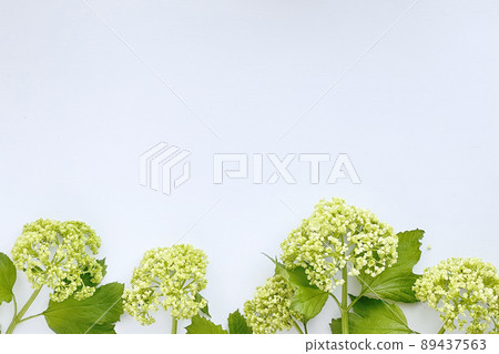 淡綠色繡球花框 89437563