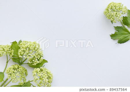 淡綠色繡球花框 淡綠色繡球花框 89437564