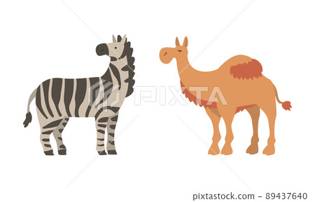 Striped Zebra and Camel as Wild African Animal Living in Savannah Vector Set 89437640
