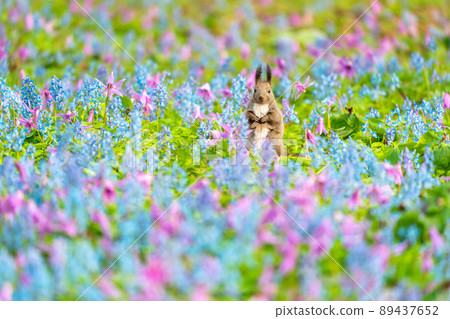 [Hokkaido] Ezoris that appeared in the flower field of Katakuri and Ezoengosaku 89437652