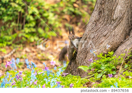 [北海道] 出現在片栗和蝦藏作的花田裡的 Ezoris 89437656