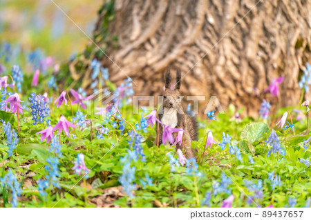 [Hokkaido] Ezoris that appeared in the flower field of Katakuri and Ezoengosaku 89437657
