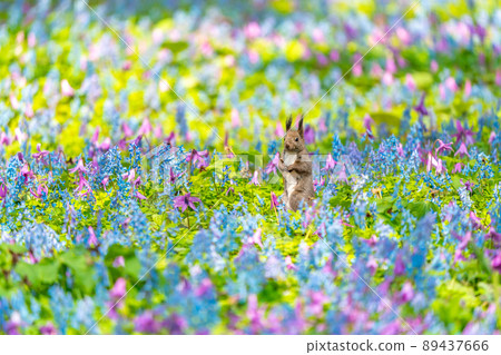 [Hokkaido] Ezoris that appeared in the flower field of Katakuri and Ezoengosaku 89437666