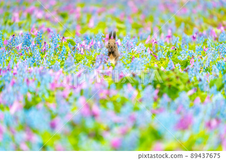 [Hokkaido] Ezoris that appeared in the flower field of Katakuri and Ezoengosaku 89437675