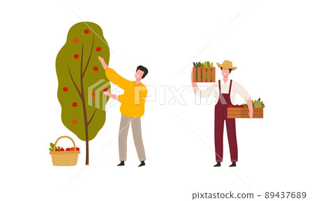 Man Farmer in Straw Hat Gathering Apple from Tree and Carrying Crate with Crops Vector Illustration Set Man Farmer in Straw Hat Gathering Apple from Tree and Carrying Crate with Crops Vector Illustration Set 89437689