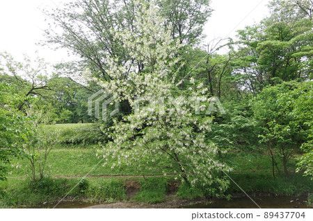 Black locust flowers in Nogawa Park (Nara Bridge-Autumn Leaves Bridge) Black locust flowers in Nogawa Park (Nara Bridge-Autumn Leaves Bridge) 89437704