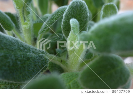 Mofumofu Rams Year 89437709