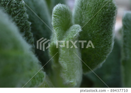 Mofumofu Rams Year 89437710