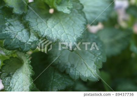 Lamium Pink Pewter 89437736