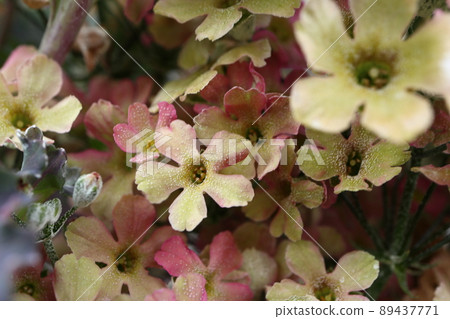 Suntory Winty Suntory Winty 89437771