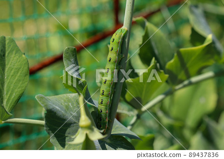 Caterpillar larvae 89437836