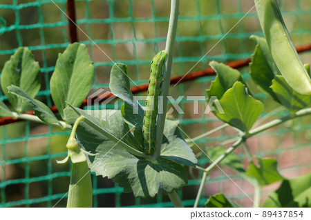 Caterpillar larvae 89437854