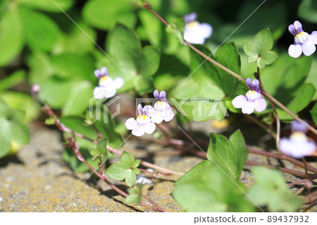 小常春藤葉海蘭花 89437932