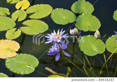 睡蓮 睡蓮 89438287