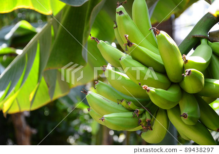 藍香蕉 89438297