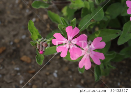 Pink pink pink pink pink flowers blooming in Japanese parks in spring 89438837
