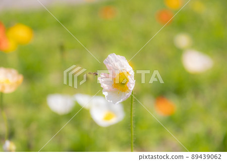 Poppies and bees Poppies and bees 89439062