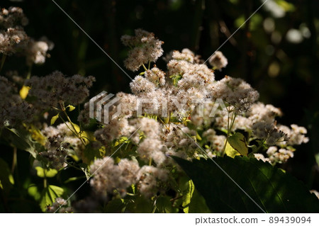 那須 Kopis 花園 染上紅葉 那須 Kopis 花園 染上紅葉 89439094