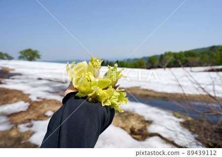 The left hand of a woman with a yellow or yellow-green fukinoto that grew from the soil where the snow began to thaw on her left palm The left hand of a woman with a yellow or yellow-green fukinoto that grew from the soil where the snow began to thaw on her left palm 89439112