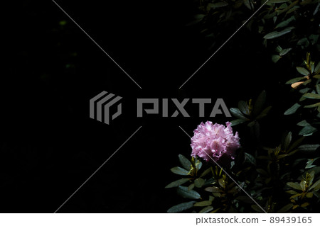 玫瑰 玫瑰 89439165
