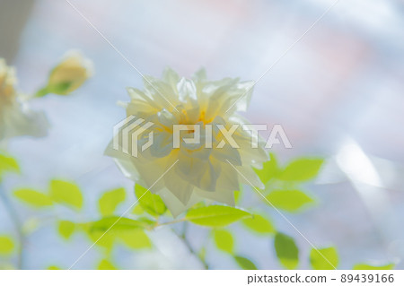 白玫瑰花 89439166