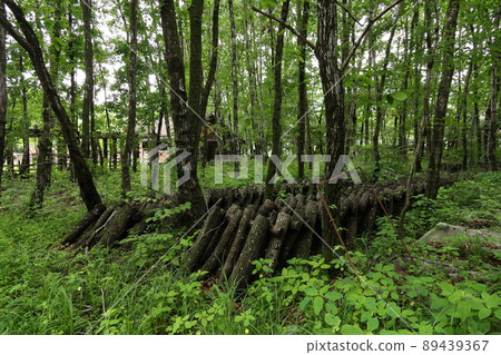 湖木度假村擁有美麗的新鮮綠色植物 湖木度假村擁有美麗的新鮮綠色植物 89439367