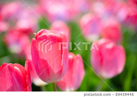 Spring flowers blooming on the riverbed Yellow tulips crowded with dates and strolling photo shoots 89439448