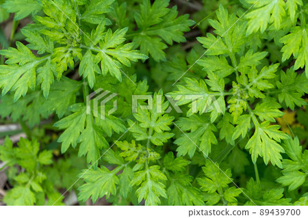 Japanese herb wormwood Japanese herb wormwood 89439700