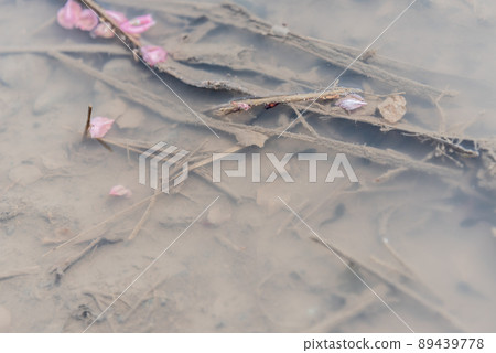 蝌蚪 蝌蚪 89439778