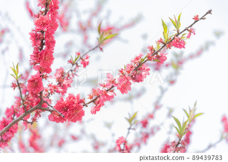 小姑山的櫻花 89439783