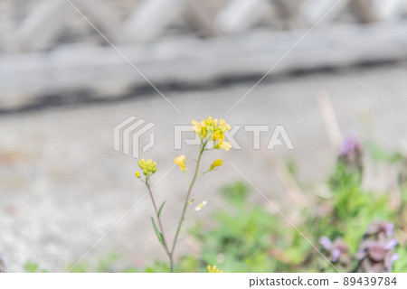 大山的強姦花 89439784