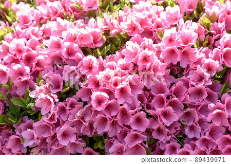 鮮紅的久留米杜鵑麒麟 89439971