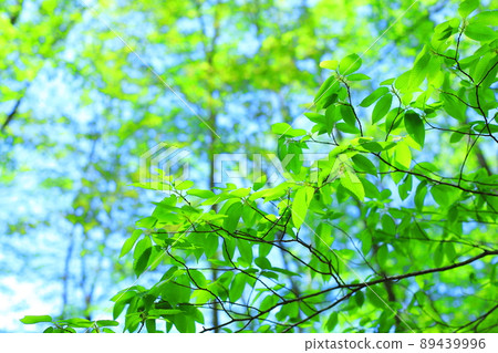 Forest Forest 89439996