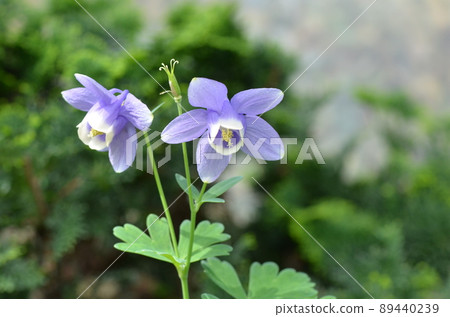 ≪栃木縣≫ 植物園內盛開的耬斗菜 89440239