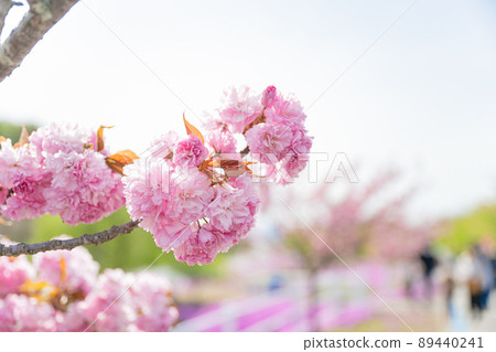 Spring scenery: Take a train over the cherry blossoms with a blur in front. The Senzan Line passes slowly. Spring scenery: Take a train over the cherry blossoms with a blur in front. The Senzan Line passes slowly. 89440241